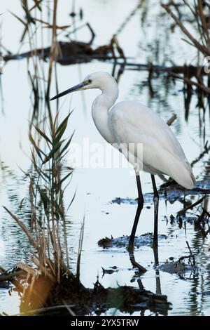 Piccola Egret Egretta garzetta sull'acqua con riflessi argentati in cerca di cibo alla fine della giornata nel Parco naturale El Hondo, Elche, Spagna Foto Stock