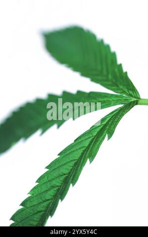 Primo piano delle foglie di cannabis di una pianta di marijuana su sfondo bianco Foto Stock