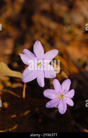 Hepatica nobilis, primavera, fiori viola nella foresta Foto Stock