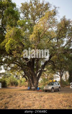 Semplice campo allestito sotto un enorme albero nel remoto campo esclusivo di Machaniwa, il Parco Nazionale di Gonarezhou, la Provincia di Masvingo, Zimbabwe. Foto Stock