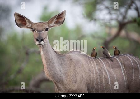 Osspecker a becco giallo, Buphagus africanus, appollaiato sul retro del grande kudu, Tragelaphus strepsiceros, Gonarezhou National Park, Masvingo, Zimbabwe Foto Stock