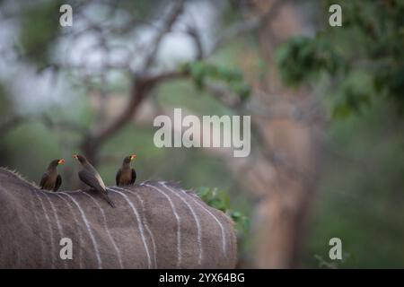 Osspecker a becco giallo, Buphagus africanus, appollaiato sul retro del grande kudu, Tragelaphus strepsiceros, Gonarezhou National Park, Masvingo, Zimbabwe Foto Stock