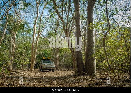 Guida un veicolo 4x4 attraverso le bellissime foreste di miombo di Mhpingwe, provincia di Sofala, Mozambico, dominate da alberi come Brachystegia Foto Stock