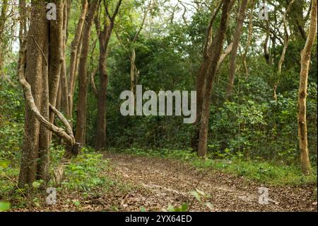 Una trappola fotografica è attaccata a un tronco di alberi lungo una strada sabbiosa per la ricerca della fauna selvatica nei boschi di miombo e nelle foreste sabbiose di Coutada 11, Sofala, Moz. Foto Stock