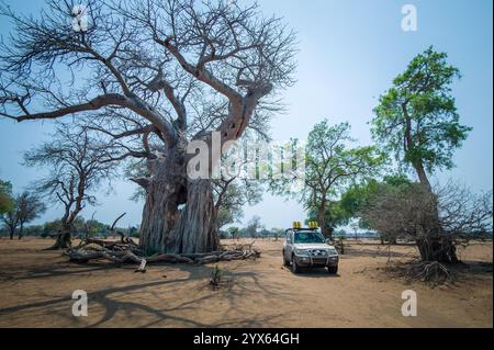 Questo albero scavato del Baobab, Adansonia digitata, è un famoso punto di riferimento nel Parco Nazionale di Gonarezhou, nella Provincia di Masvingo, Zimbabwe. Foto Stock