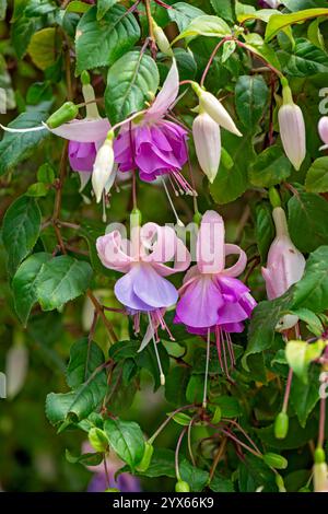 Arbusto di fiori fucsia, rosa viola rosso, orticoltura da giardino, fiori tropicali a forma di campana appesi Foto Stock