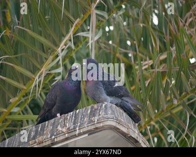 Bella foto di due piccioni che si baciano sullo sfondo di una palma. Foto Stock