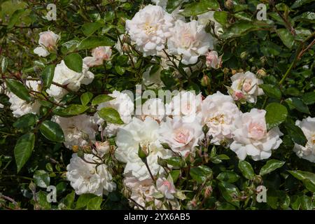Primo piano di delicate rose bianche e rosa pallido in fiore con foglie verdi lussureggianti in un giardino soleggiato. Bellezza naturale e fiori romantici Foto Stock