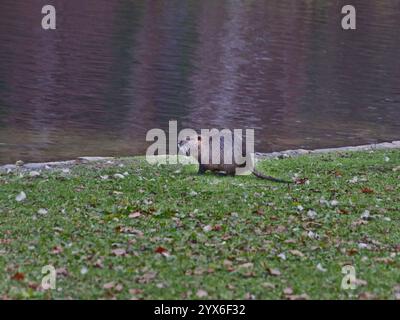 Nutria (Myocastor coypus) in piedi vicino allo stagno del parco Rheinaue a Bonn, Germania Foto Stock