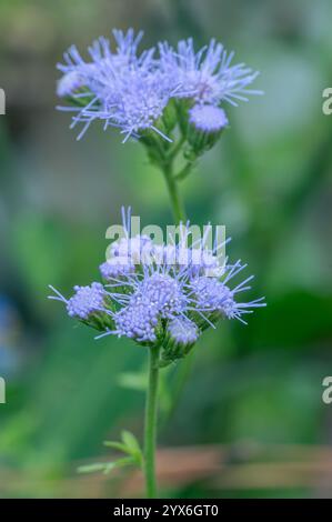 Blue Mistflower, Conoclinium coelestinum, che cresce in un giardino estivo del Texas. Foto Stock