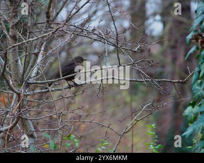 Un uccello nero comune (turdus merula) seduto su un ramo nel parco Rheinaue a Bonn, in Germania Foto Stock