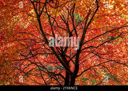 Little Canada, Minnesota. Gervais Park. All'interno di un bellissimo albero d'acero rosso dai colori meravigliosi in autunno. Foto Stock