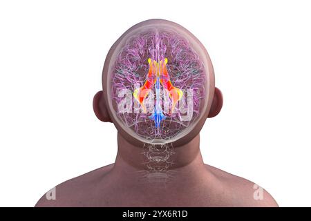 Illustrazione computerizzata dei ventricoli cerebrali laterali, le più grandi cavità accoppiate nel cervello, che sono responsabili della produzione e circolazione del liquido cerebrospinale. Foto Stock