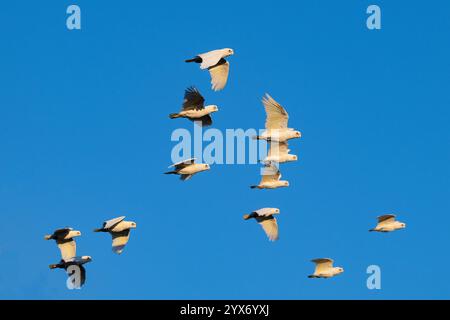 Uno stormo di Corella a fattura corta o di piccole Corelle (Cacatua sanguinea) in volo, Marianna Waterhole, Cordillo Downs Road, South Australia, SA, austr Foto Stock