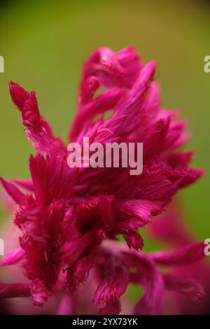Celosia argentea in primo piano Foto Stock