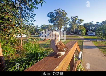 Un kookaburra ridendo arroccato su una ringhiera di legno in un'area campeggio australiana durante il giorno Foto Stock