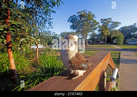 Un kookaburra ridendo arroccato su una ringhiera di legno in un'area campeggio australiana durante il giorno Foto Stock