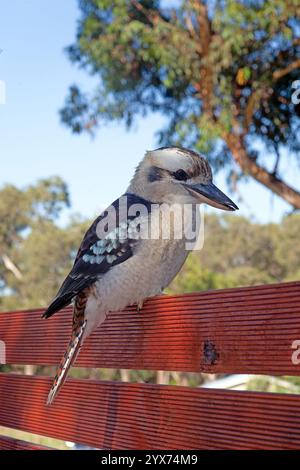 Un kookaburra ridendo arroccato su una ringhiera di legno in un'area campeggio australiana durante il giorno Foto Stock