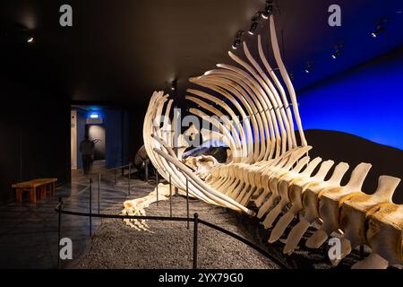 Husavik, Islanda, 21.05.22. Lo scheletro a grandezza naturale della balena blu (Balaenoptera musculus) nel Museo delle balene di Husavik. Foto Stock