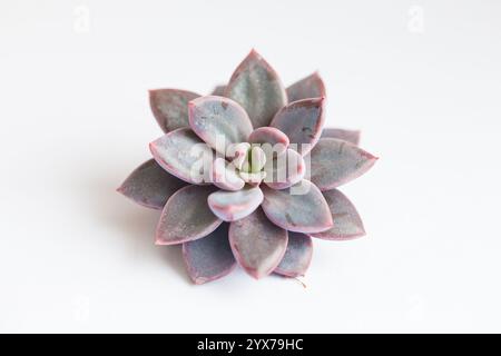 Rosetta di Echeveria Lulu con vista dall'alto viola Easy Leaves. Succulento su sfondo bianco Foto Stock