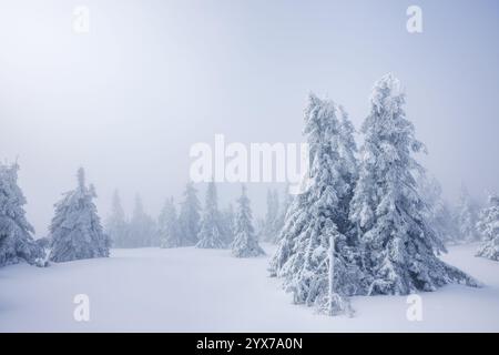 Alberi ghiacciati nella nebbia nel paesaggio montano invernale. Nebbia e clima freddo. Atmosfera suggestiva nella natura innevata Foto Stock