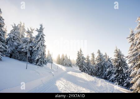 Pista da sci di fondo che conduce attraverso la foresta invernale sotto il cielo soleggiato. Sentiero innevato in montagna Foto Stock