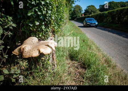 Toadstool che cresce accanto al B1083 Bawdsey Suffolk Foto Stock