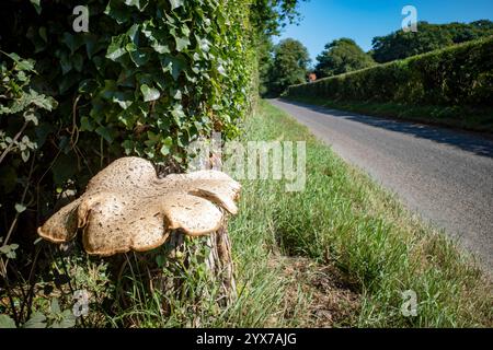 Toadstool che cresce accanto al B1083 Bawdsey Suffolk Foto Stock