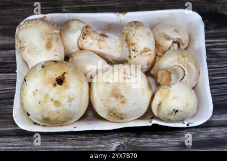 Funghi commestibili, i corpi di frutta carnosi di numerose specie di macro funghi, con gusto e aroma desiderabili, consumati per la loro nutrizione e il culino Foto Stock