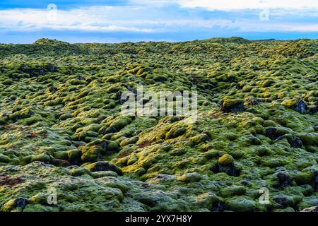 Il campo di lava di Eldhraun è ricoperto di muschio in estate a Skaftareldahraun, Islanda Foto Stock