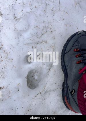 Traccia di impronta animale selvatica sulla neve rispetto allo stivale umano Foto Stock
