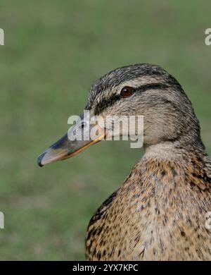 Vista laterale della testa di un Mallard femminile, Anas platyrhynchos, su uno sfondo sfocato. Primo piano, ben concentrato con buoni dettagli. Foto Stock