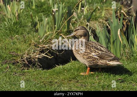 Duck Mallard, Anas platyrhynchos Foto Stock