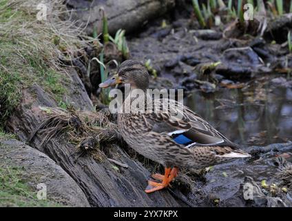 Duck Mallard, Anas platyrhynchos Foto Stock