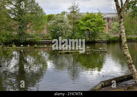 Dodici oche canadesi si trovavano su un frangiflutti in un bacino idrico di Etherow Country Park, Cheshire. Una scena tranquilla su una riserva idrica industriale ridondante. Foto Stock