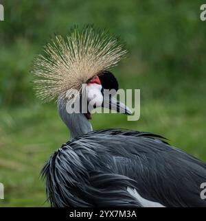 Vista frontale e a spalla di una gru coronata grigia, la Balearica regulorum, che guarda oltre le sue spalle. Luminoso, elegante, bello, primo piano, ben concentrato. Foto Stock