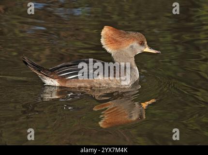 Una vista laterale di un merganser con cappuccio, Lophodytes cucucullatus, che nuota da sinistra a destra su un'acqua leggermente ondulata. Un'elegante anatra ben focalizzata. Foto Stock