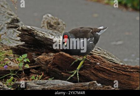 Un adulto che cammina con delicatezza sui tronchi a lato di uno stagno. Primo piano e ben focalizzato con buoni dettagli. Foto Stock