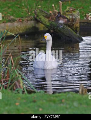 Una facciata molto elegante che si affaccia sul cigno Whooper, Cygnus cygnus, che nuota vicino al bordo di un piccolo stagno, Un'immagine ben messa a fuoco pulita e luminosa. Giallo nero. Foto Stock