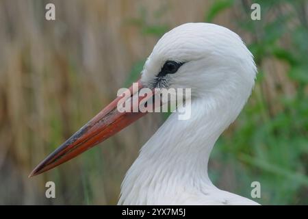 Una vista ravvicinata di una cicogna bianca, Ciconia ciconia, che guarda verso destra. Ben concentrato con buoni dettagli dell'occhio, del becco e delle piume. Foto Stock