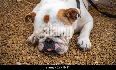 Un bulldog bianco e marrone giace pacificamente su una superficie di ghiaia, appoggiando la testa sulle zampe. La sua faccia ruvida, gli occhi chiusi e la tenaglia leggermente visibile Foto Stock