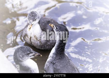 Pulcini eurasiatici (Fulica atra) tre che giocano in acqua, vista dall'alto, primo piano, vista dall'alto, Dortmund, Renania settentrionale-Vestfalia, Germania, Europa Foto Stock