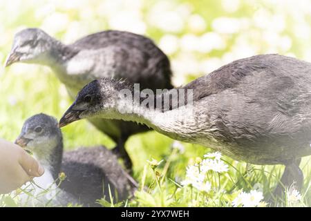 Eurasian Coot Chicks (Fulica atra) tre in piedi in un prato, curiosamente guardando la mano di un bambino, vista profilo, guardando a sinistra, primo piano, surro Foto Stock