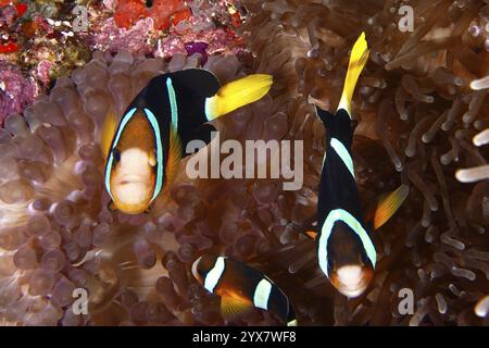 Tre anemonefish di Clark (Amphiprion clarkii) che nuotano tra i tentacoli di un anemone marino, sito di immersione Toyapakeh, Nusa Ceningan, Nusa Penida, Bali Foto Stock