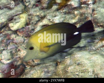 Un medico bruno (Zebrasoma scopas) che nuota vicino al fondo del mare in acque cristalline, incontri ravvicinati nel sito di immersione, Permutero, Bali, Indonesia, Asia Foto Stock