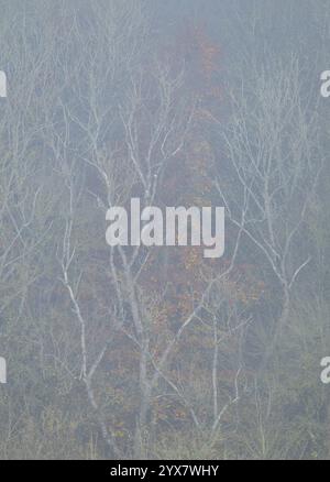 Bordo della foresta con alberi in autunno con foglie gialle scolorite, nebbia, Turingia, Germania, Europa Foto Stock
