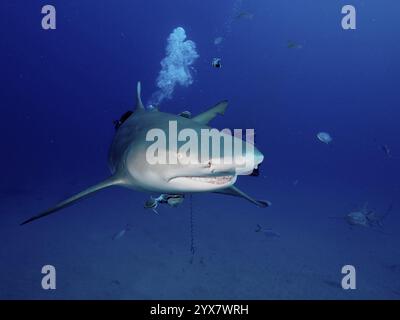 Uno squalo limone (Negaprion brevirostris) nuota direttamente verso l'osservatore nell'oceano blu profondo, sito di immersione Bonair, Giove, Florida, Stati Uniti, North Amer Foto Stock