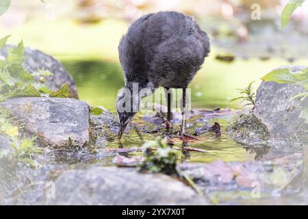 Pulcini di fossa eurasiatica (Fulica atra) in piedi in acqua, bevendo, vista frontale, sfondo sfocato, foglie marroni distese sulla superficie dell'acqua, Dortmund, Nord Foto Stock