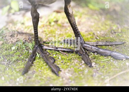 Pulcini eurasiatici (Fulica atra) piedi e gambe, primo piano, in piedi su muschio e ghiaia, Dortmund, Renania settentrionale-Vestfalia, Germania, Europa Foto Stock