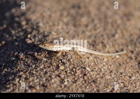 Piccola lucertola (Lacertidae) nella sabbia, Damaraland, Erongo, Namibia, Africa Foto Stock